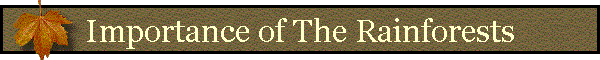 Importance of The Rainforests